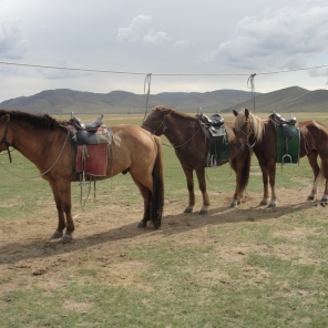 Our Mongolian Horses